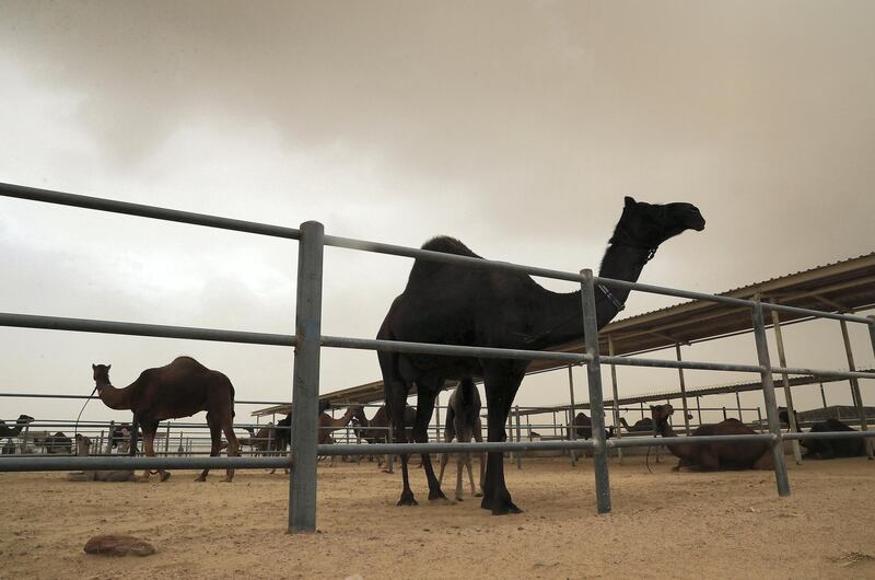DUBAI, UNITED ARAB EMIRATES , Jan 26  – 2020 :- Sandstorm and rain clouds over Camelicious Farm at the Umm Nahad 3 area in Dubai. ( Pawan  Singh / The National ) For News/Standalone/Big Picture