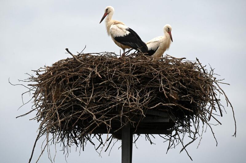 Storks stand in their nest built on a power line mast in the village of Alt Zauche near Luebben, Germany. AFP