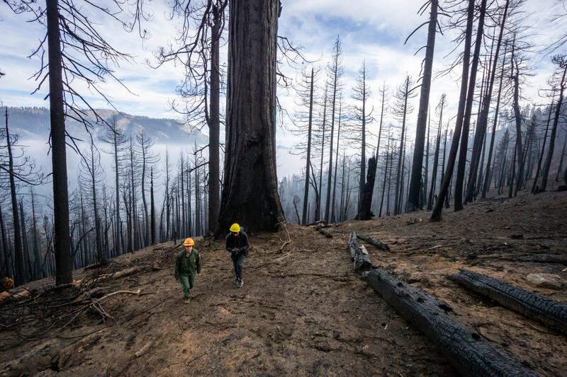 An area of Redwood Canyon that was burnt during the 2021 KNP Complex Fire in Kings Canyon National Park, California. National Park Service / AP