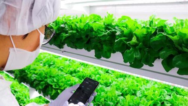 Farming via smartphone in Abu Dhabi. UK companies could become the latest to collaborate wth the UAE sustainable farming industry. Courtesy Smart Acres