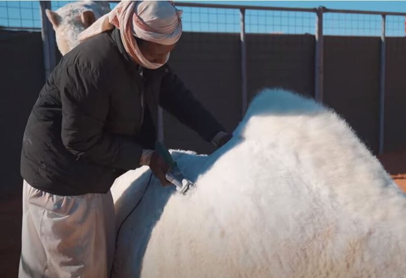 Camel breeding is a multimillion-dollar industry, and the animals need to be kept in top condition.