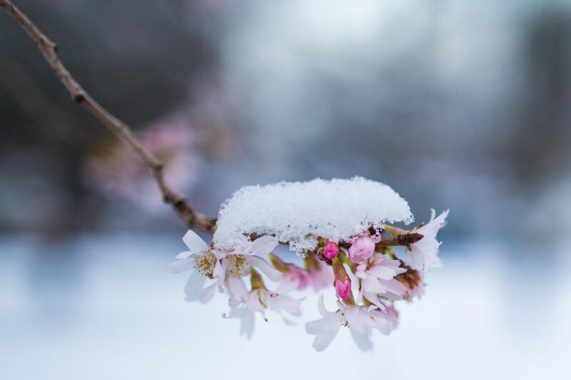 Snow covers a branch of a blooming cherry tree in Cologne, western Germany. Rolf Vennenbernd / AFP