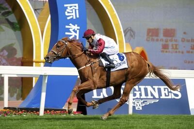 Furia Cruzada had a busy first season in Dubai after winning the Al Maktoum Challenge Round-2 in her first local start in February 2017. Andrew Watkins / Dubai Racing Club