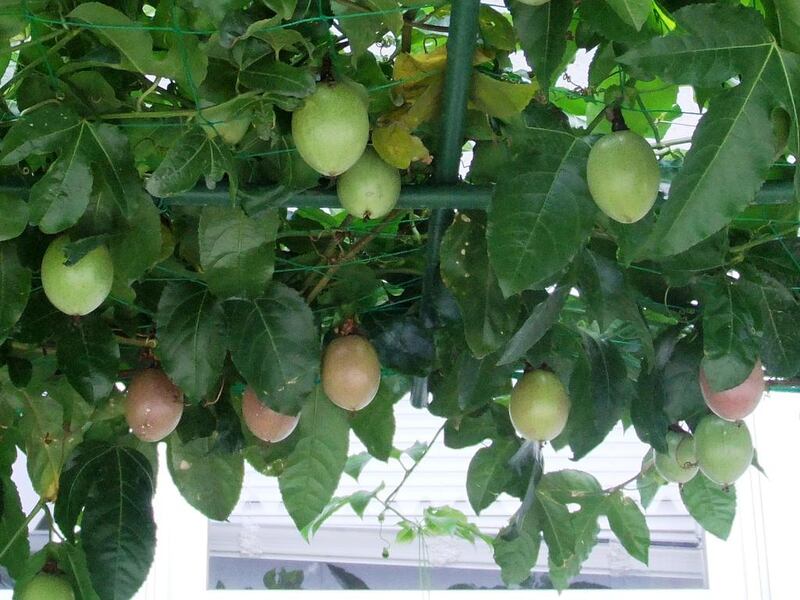 Passionfruit, Kirishima City, Kagoshima Prefecture. Kyocera Corporation uses greenery on it's buildings to cover walls and windows to provide shade for the rooms inside and to lower the internal temperature. Courtesy Kyocera Corporation