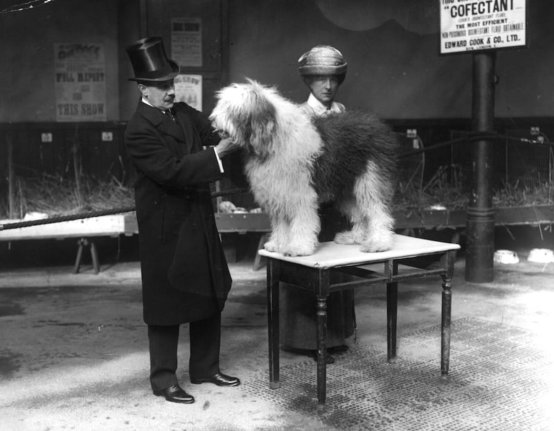 1st March 1913:  An old English sheep dog is examined by a vet at the Championshp Show of Old English Sheepdogs at Aldridge, St Martin's Lane  (Photo by Topical Press Agency/Getty Images)