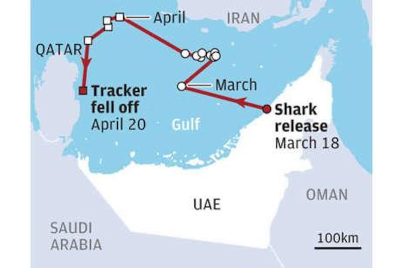After its release from Atlantis, the shark swam 348km southwest through the Gulf toward Qatar.