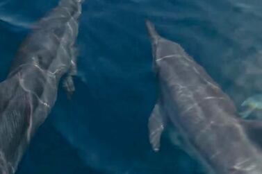 A pod of 40 or so dolphins were spotted from a dive boat neat Khor Fakkan in early April. Courtesy: Instagram.com@calin_underwater