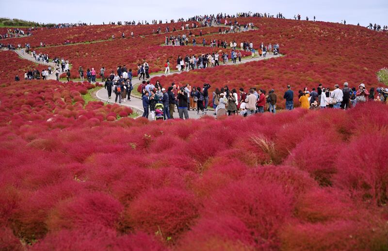 Tourists walk around a field of Kochia (Bassia scoparia), a kind of tumbleweed, at the Hitachi Seaside Park in Hitachinaka, Japan. EPA