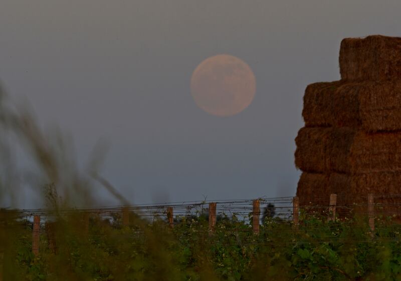 The Moon rises over vineyards just before the lunar eclipse in Montlouis-sur-Loire, central France. AFP