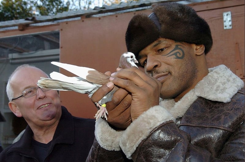 Mike Tyson: Having long given up the pet tigers he used to have in his younger days, the boxing champ now favours pigeons as his preferred pet. Admitting to having once spent $20,000 on three Janssen pigeons, considered the number one racing pigeon in the world, Tyson wrote in the 'New York Times' of his pets: 'They are highly intelligent animals, and arguably the most loyal. Make a pigeon your friend and you’ll never be lonely.' Instagram