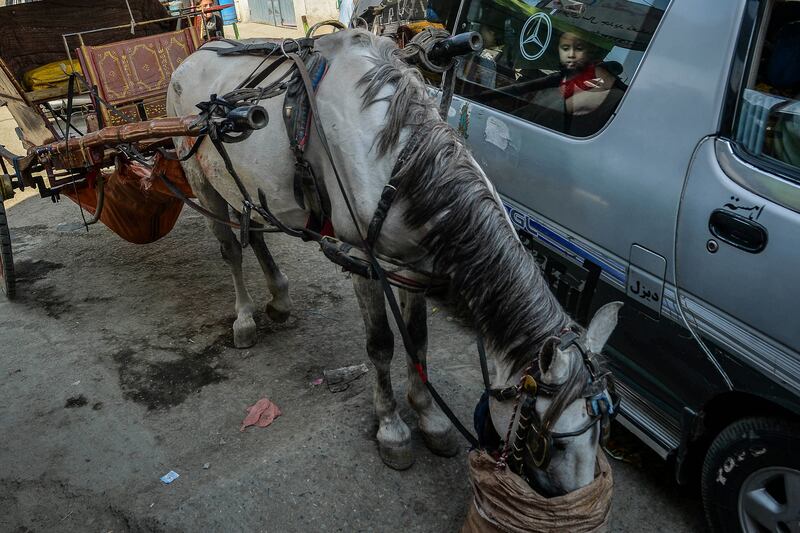 A child peeps out of a car window to look at a horse feeding. Photo: AFP