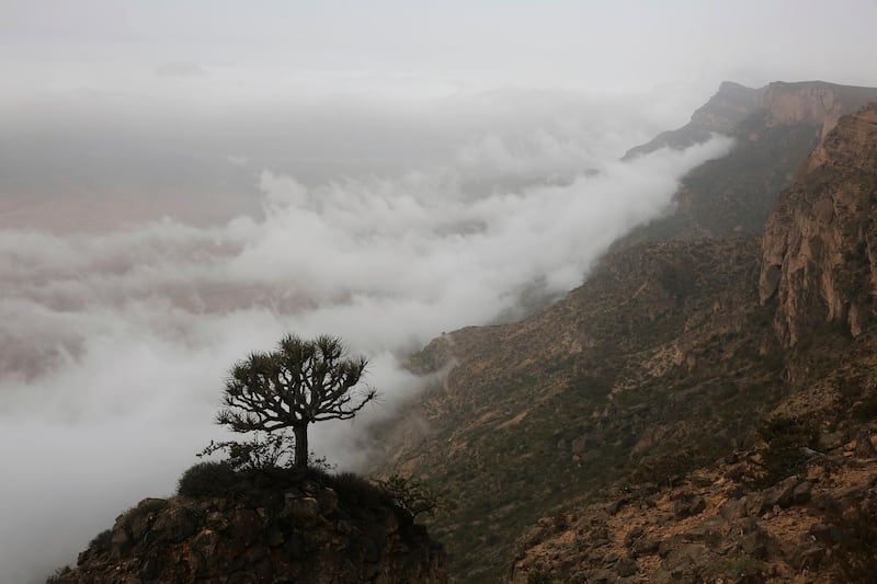 A tree growing in a precarious position in Salalah.