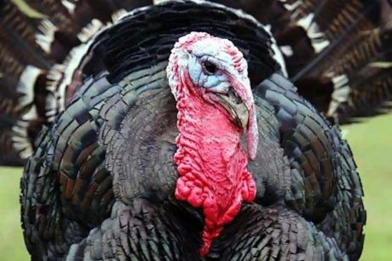 Free-range Norfolk Black organic turkeys. Matt Cardy / Getty Images
