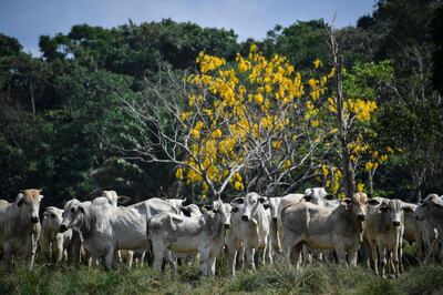 Cattle in Brazil, where farmers are accused of setting forest fires to create more grazing.  AFP