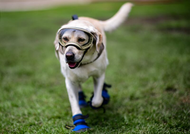 (FILES) In this file photo taken on September 06, 2018 rescue dog from the Mexican Navy, Frida, is pictured during a training session in Mexico City.  - Frida, a symbol of hope in Mexico's 2017 earthquake and other international catastrophes, died on November 15, 2022, the Ministry of the Navy said.  (Photo by RONALDO SCHEMIDT  /  AFP)