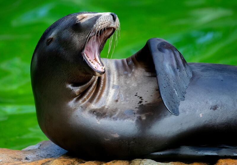 A sea lion yawns as it rest in its enclosure in the Zoo in Berlin, Germany. AP Photo