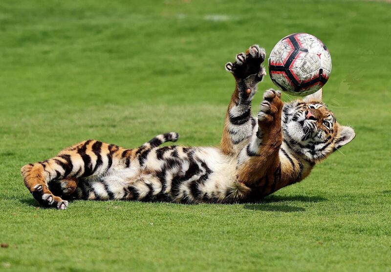 A tiger cub plays with a ball, at Al Buqaish private zoo in the emirate of Sharjah. AFP