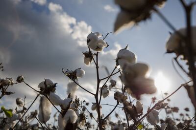 Cotton plants grow on a farm in South Carolina, US. Bloomberg