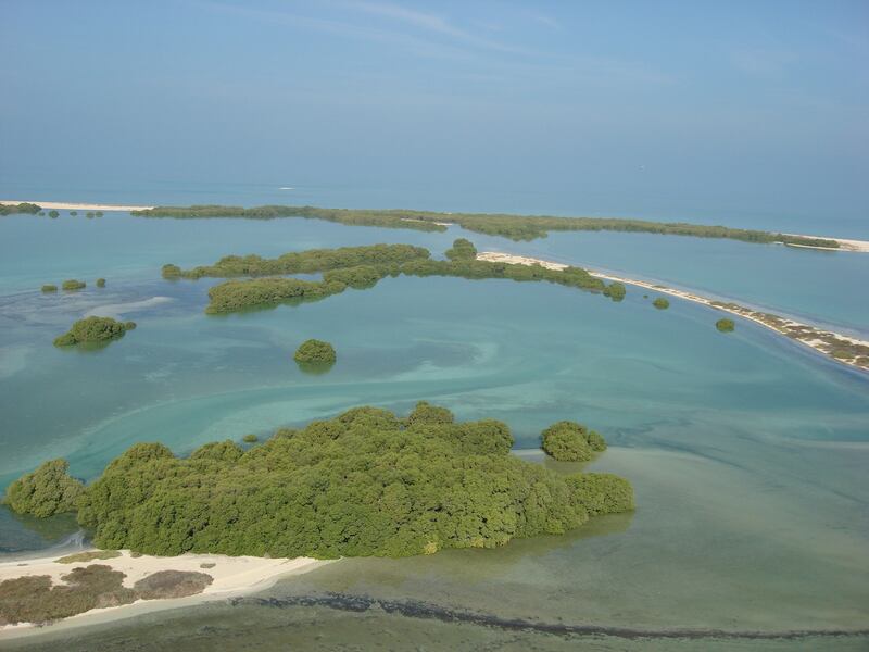 A mangrove habitat in Abu Dhabi. Environment Agency Abu Dhabi said collective action defines the new group. Photo: Environment Agency Abu Dhabi