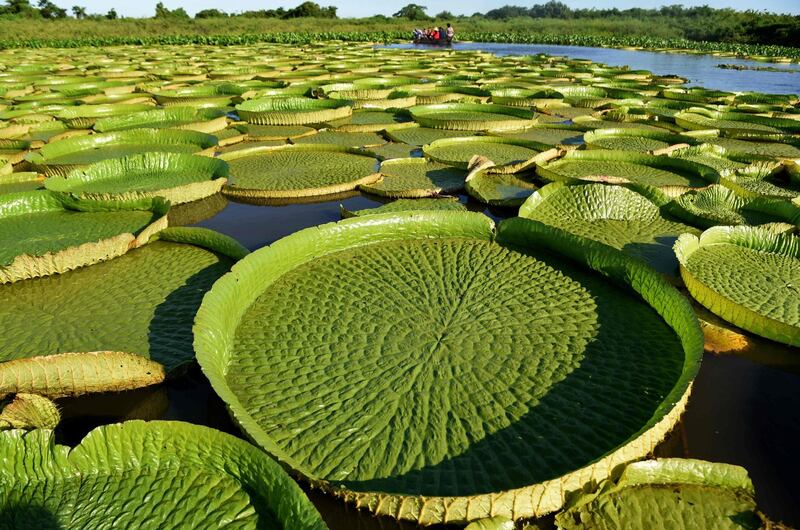 People take a boat to see giant water lilies (Victoria amazonica) - known as Yakare Yrupe in Guarani - which appear every three to four years in great numbers and size in the Paraguay River in Piquete Cue just north of Asuncion. Water lilies are seen every year but not in such quantities and size and locals treat them as a national treasure.  Norberto Duarte / AFP