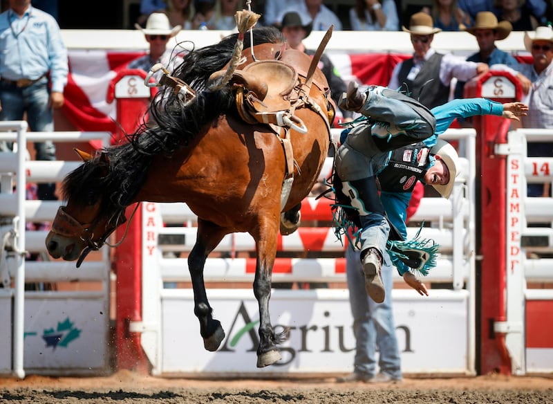 Jacobs Crawley, of Boerne, Texas, falls off his bucking bronco at the Calgary Stampede in Albert. Jeff McIntosh / The Canadian Press via AP