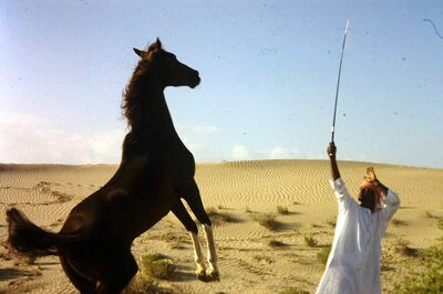 One of the horses from Sheikh Zayed’s stables, preparing for the 1998 Endurance World Cup. Courtesy Transatlantic Films