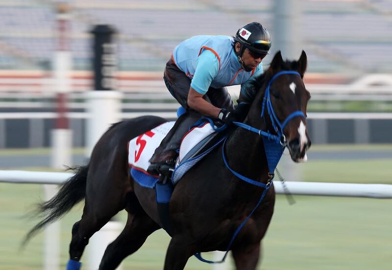 Hokko Tarumae training at Meydan Racecourse in Dubaithis past March. With Meydan changing from synthetic surface Tapeta to dirt, and Hokko Tarumae's recent win in the Champions Cup in Japan, also run on dirt, perhaps another trip to Dubai will be in store for the Japanese horse. Pawan Singh / The National 