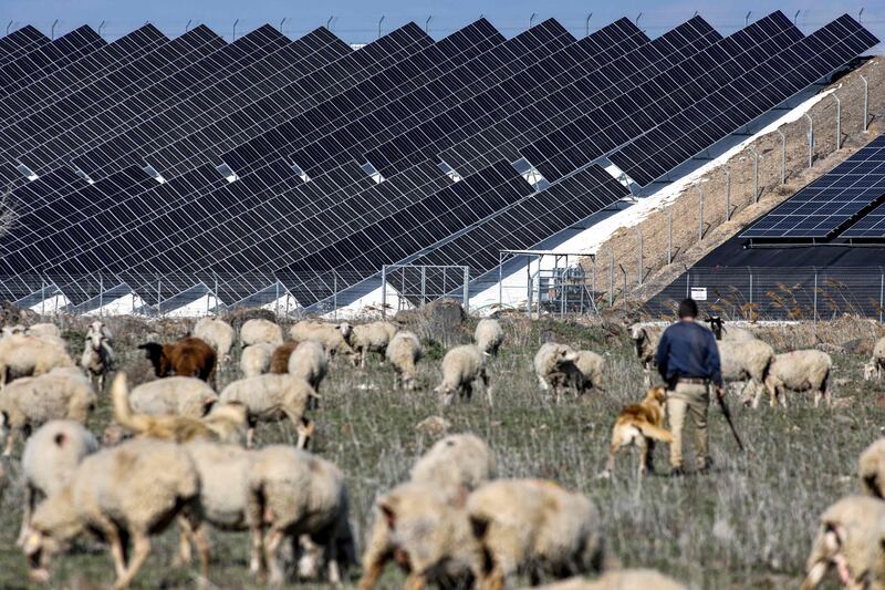 A flock grazing near solar panel rows at a farm near Moshav Haspin in the Israeli-annexed Golan Heights, near the border with Syria. AFP