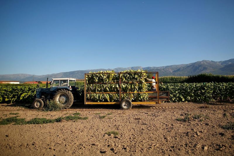 A worker drives a ‘gua-gua’ (farm tractor trailer used for tobacco) during the tobacco harvest. Pablo Blazquez Dominguez / Getty Images