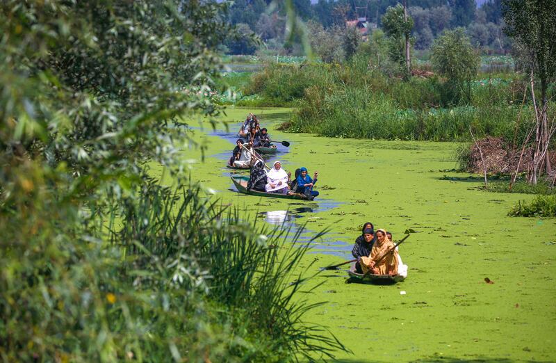 Women row their boats on algae-polluted water of Dal Lake in Srinagar, the summer capital of Indian Kashmir. EPA