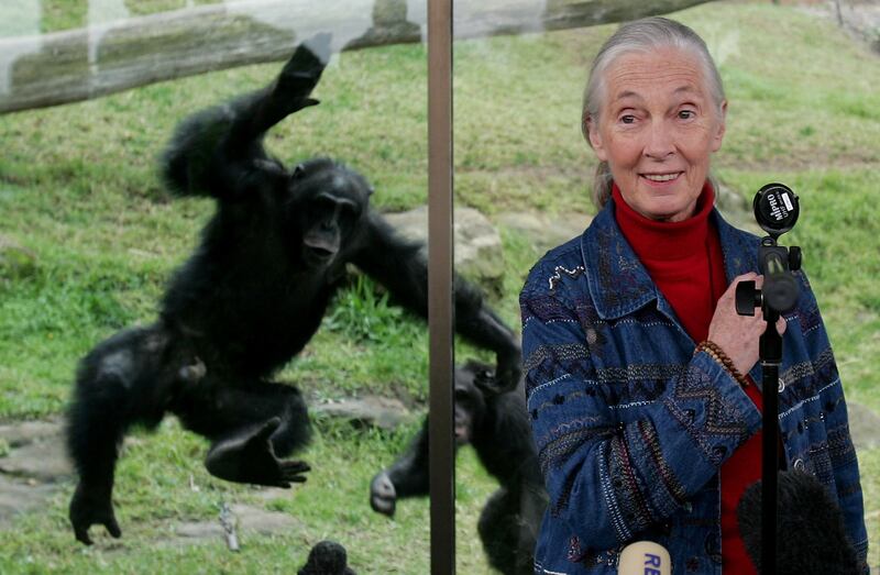 Goodall during a visit to Taronga Zoo in Sydney, Australia, in 2006 to raise awareness of the plight of wild Chimpanzees. Getty Images