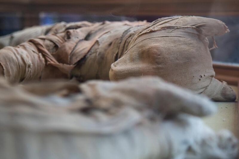 A mummified lion is displayed at the exhibition, which was unveiled on Saturday. EPA
