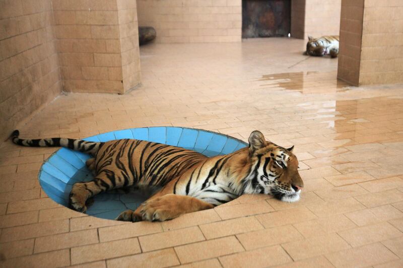 A tiger lays in a pool of water inside a cage at a zoo in Lahore, Pakistan. Reuters