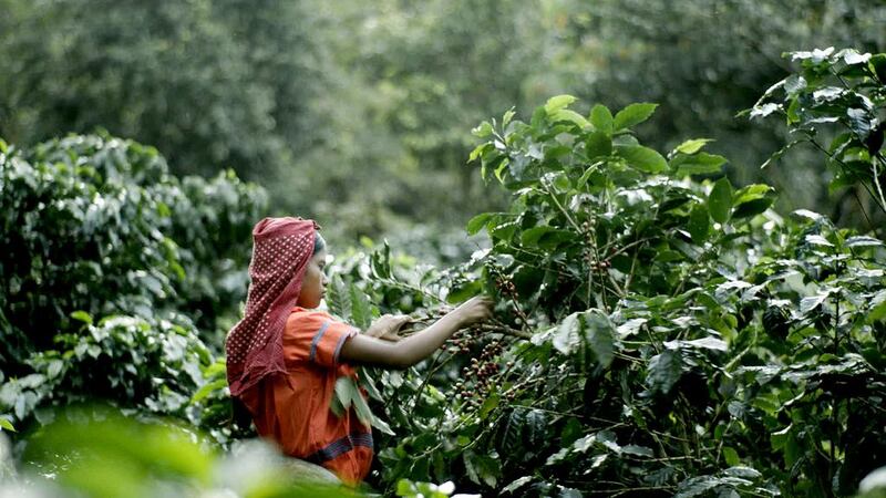 A Small Section of the World, directed by Lesley Chilcott, follows the story of the first women’s micro mill for coffee in Costa Rica. Courtesy GreenLight Media