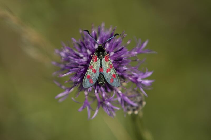 Six spotted burnet moths fly in a conservation area of wild flowers in Dover, England. Getty