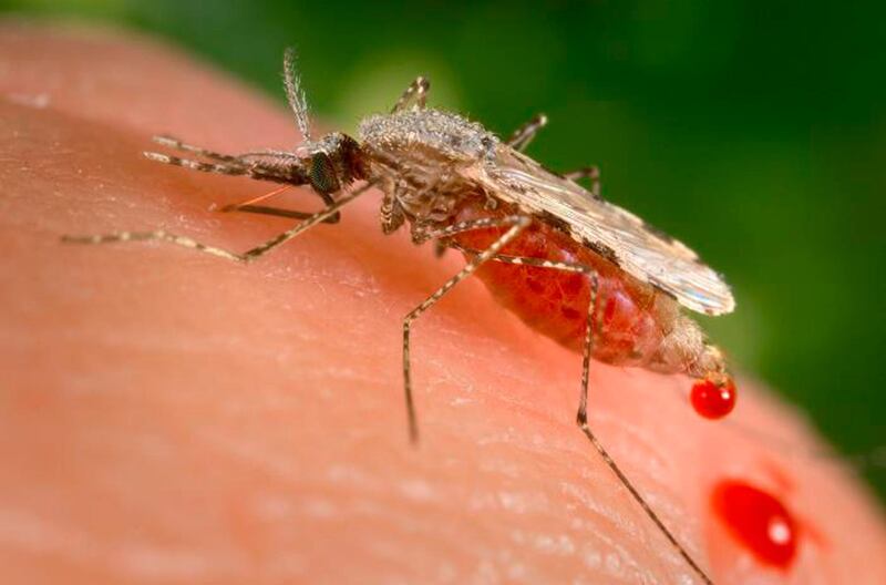 FILE - This file photo provided by the Centers for Disease Control and Prevention (CDC) shows a feeding female Anopheles Stephensi mosquito crouching forward and downward on her forelegs on a human skin surface, in the process of obtaining its blood meal through its sharp, needle-like labrum, which it had inserted into its human host. Ugandan Brian Gitta, 25, has won in 2018 a prestigious engineering prize for a non-invasive malaria test kit that is hoped to become widely used across Africa. (James Gathany/CDC via AP, File)