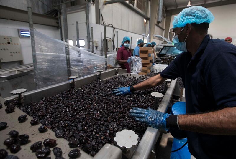 Dubai, United Arab Emirates - Worker sorting the dates at Al Barakah Dates Factory, Dubai Industrial City.  Leslie Pableo for The National