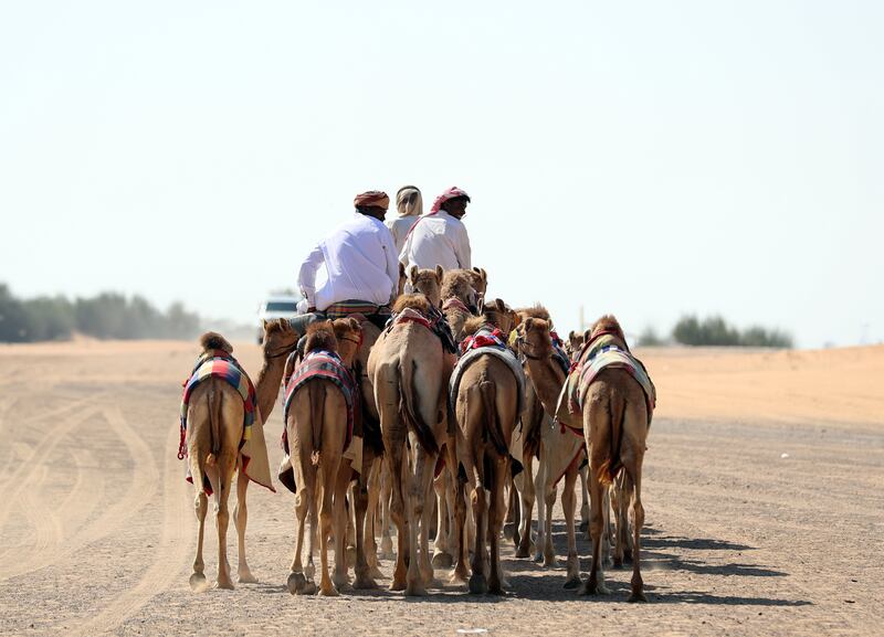 Trainers lead their camels out into the desert.