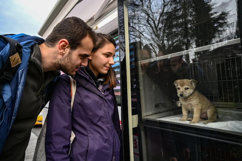 People look at a puppy presentend in a showcase on a Vetbus for adaption on January 31, 2019 at Rumelihisari district in northern Istanbul. In 2018, 73,608 animals were cared for by a hundred veterinarians and technicians, against only 2,470 in 2004. And no case of rabies has been detected in Istanbul since 2016, according to the municipality. / AFP / OZAN KOSE
