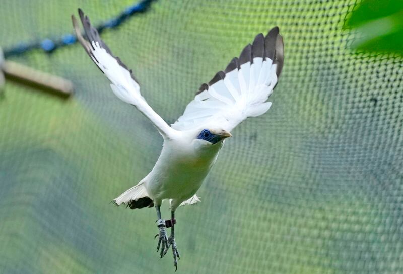 The Bali mynah's habitat is disappearing, but the greatest threat to their survival is the illegal pet trade. AP