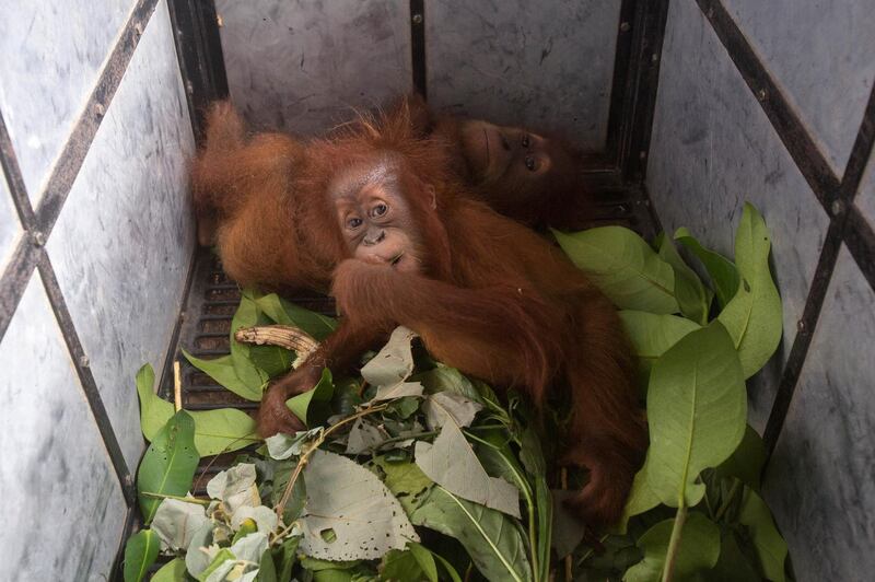Baby orangutans recently confiscated by Gunung Leuser National Park officers from illegal owners sit inside a cage as they wait to be transported to a rehabilitation center, in Medan, North Sumatra, Indonesia. AP Photo