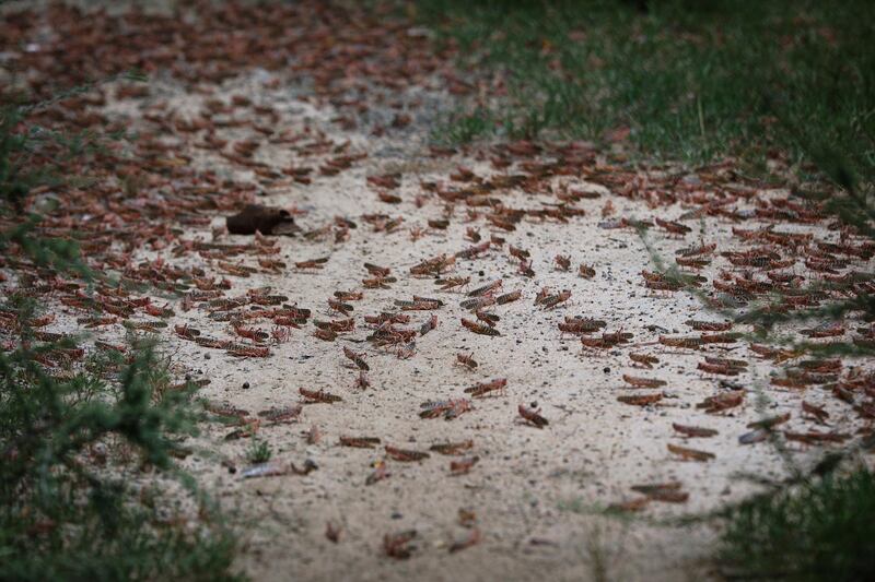 A swarm of desert locusts sit on the ground in the bush near Enziu, Kitui County, some 200km east of the capital Nairobi, Kenya.  EPA