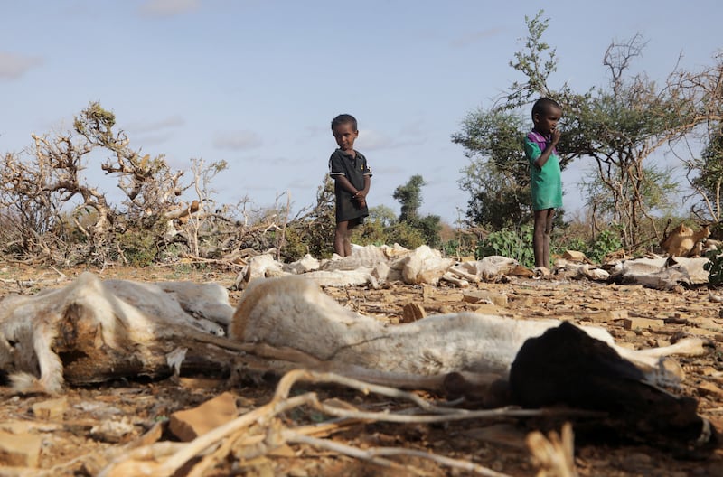 Internally displaced children Ali and Osman Abdulahi stand near carcasses of their family's livestock, killed by severe drought near Dollow, Somalia. Reuters
