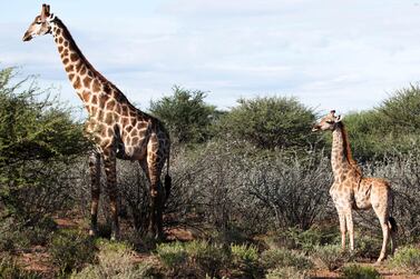 A dwarf giraffe named ‘Nigel’, born in 2014, stands with an adult male giraffe at an undisclosed location in Namibia, March 26, 2018. Picture taken March 26, 2018. Emma Wells/Giraffe Conservation Foundation/Handout via REUTERS THIS IMAGE HAS BEEN SUPPLIED BY A THIRD PARTY.