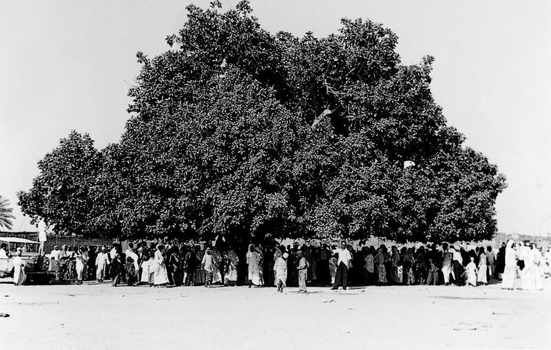The Rolla tree in Sharjah in the 1950s during Eid celebrations. The enormous tree fell in 1978, to be commemorated by a statue in Rolla Square. Photo: Sharjah Documentation and Archive Authority