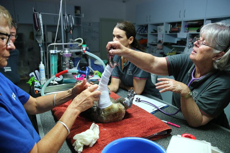 Clinical Director Cheyne Flanagan, Rebecca Turner and Judy Brady treat a koala named Peter from Lake Innes Nature Reserve for severe burns at the Port Macquarie Koala Hospital. All photos by Nathan Edwards / Getty Images