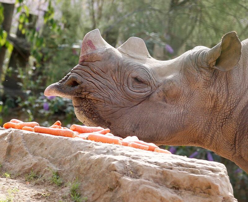 A black rhinoceros, also known as hook-lipped rhinoceros, enjoys some savoury carrots in its enclosure at the zoo in Krefeld, western Germany.  AFP