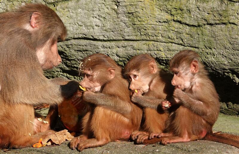 Three monkey cubs are fed by an adult animal at the Hagenbeck animal park in Hamburg, northern Germany. dpa via AP