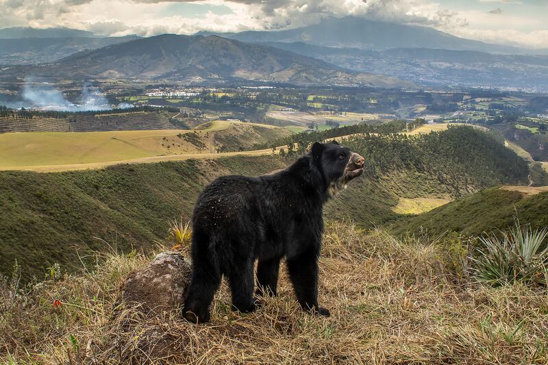 Spectacled bear's slim outlook by Daniel Mideros, winner of the Animals in Their Environment category.