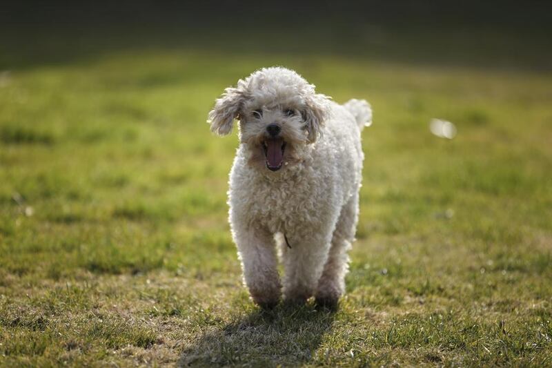 A Dubai resident purchased a miniature poodle from Petholics, such as the one pictured, but it became ill a few days later. Getty Images
